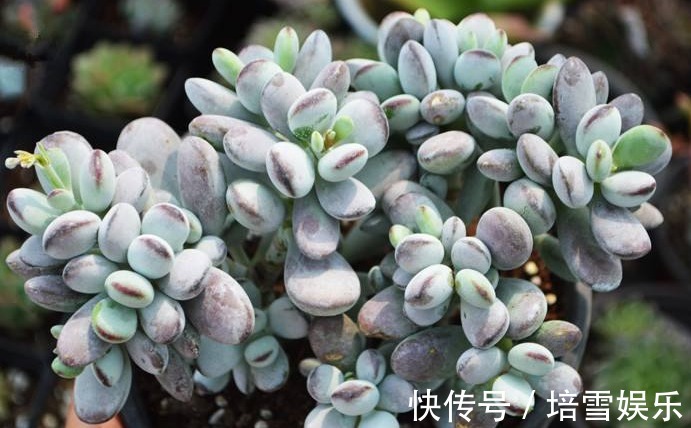 公认的4种“最美多肉”,还超级耐旱、好养,养花新手都能养