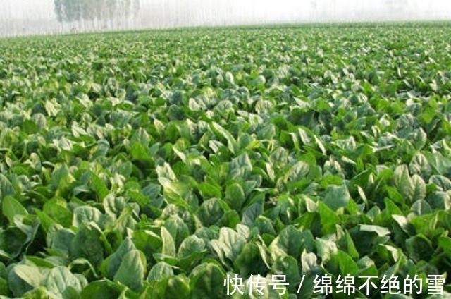 胡椒|“它”是肾衰竭“加速剂”,建议你少碰,当心尿毒症“趁虚而入”