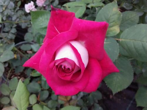 花朵艳丽，植株低矮，非常适合露台盆栽