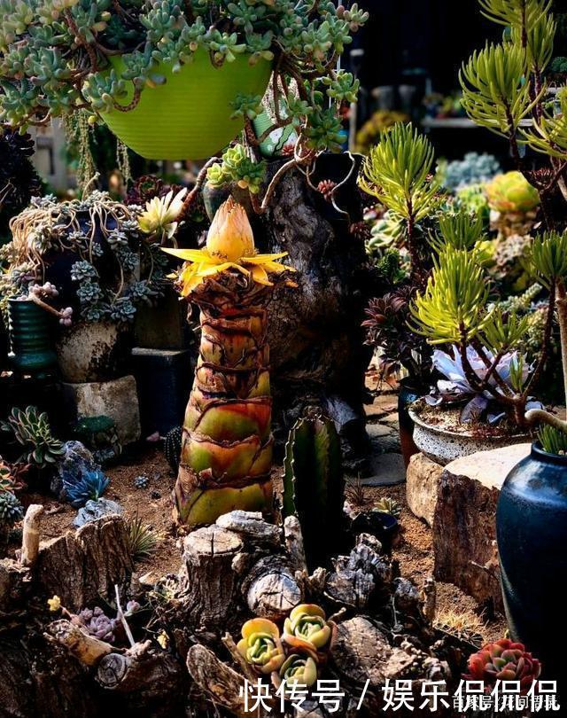 他痴迷养多肉,将500多盆多肉养出“高级感”,大家都夸美如仙境