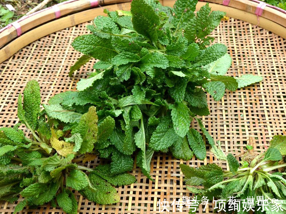 荔枝草|又臭又难看,农民却当成宝,嫩叶是极品野菜,晒干还能泡茶喝