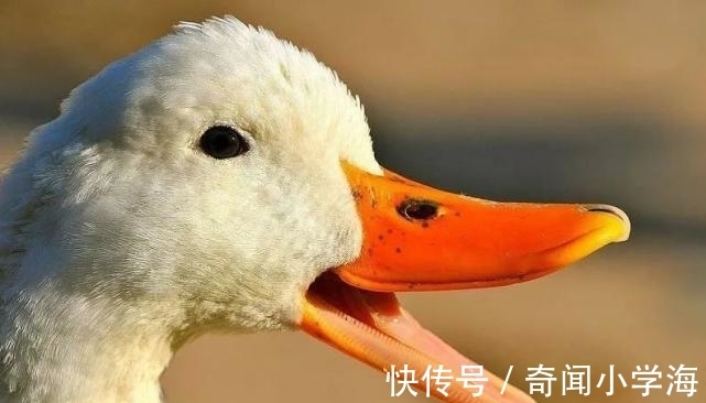 24个冷知识:生物老师看完直呼不可思议,但却真实存在的有趣知识。