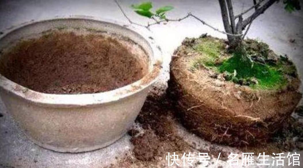 病害|换下来的旧花土不要扔,简单处理一下,还能再用