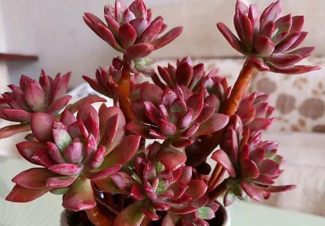 多肉中的红仙子,叶片肥美又红艳,长成老桩很轻松,太漂亮了