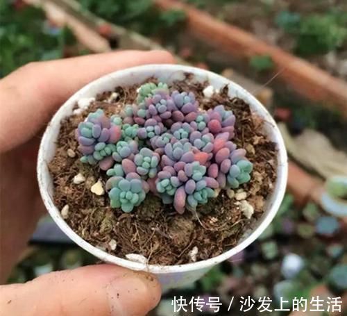 叶片|多肉中的“美人系列”,这六种是代表,养护简单颜值高,适合新手