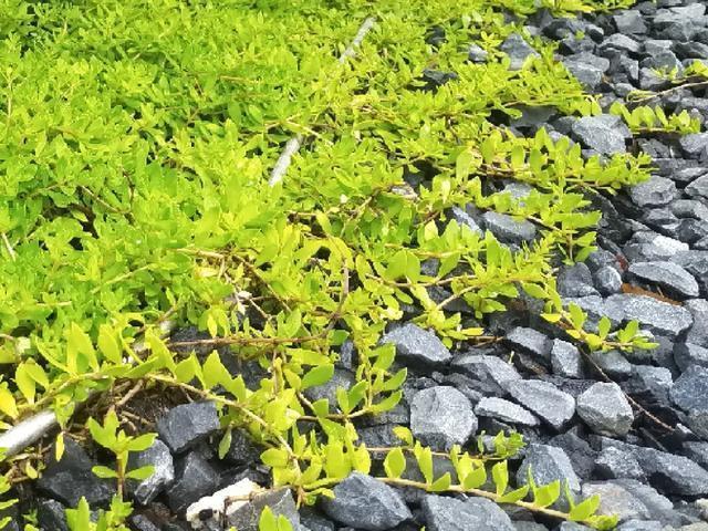 朱顶红|真正的花坚强，墙缝、地缝都能长，开花特别旺！