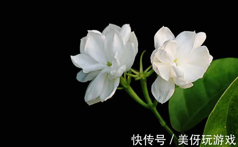 花不香没有灵魂,盘点芬芳的几种花,你种过吗