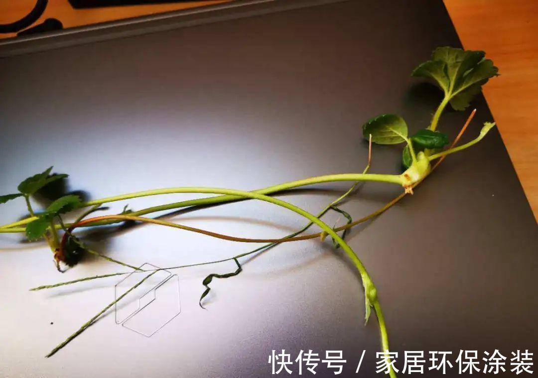 7种花养老桩不好,多扦插、养嫩苗,才能年年开花