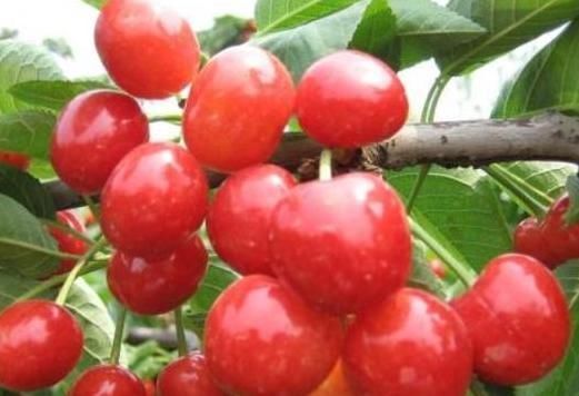 头痛|头痛失眠、流鼻血……这些毛病别忽视!或可能是缺乏营养引起的