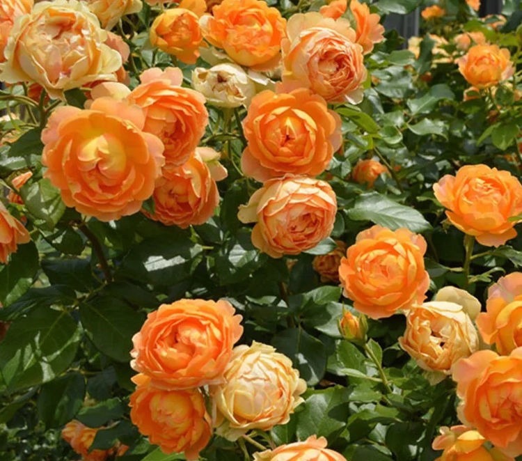 最容易开爆盆的花朵，并且超级好养，开花勤又爆盆，花开美艳动人