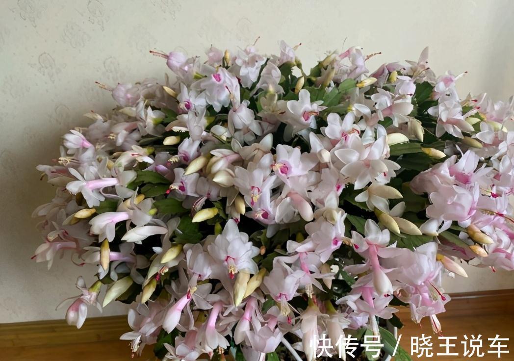 蟹爪兰满头大花苞，噼里啪啦全掉了？教你3招，满满的花芽挤爆了