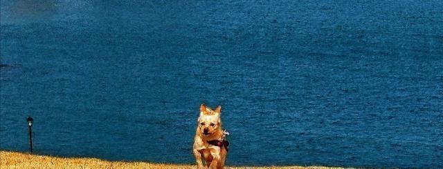 俗语“豆腐下酒,不如喂狗”,爱喝酒的人一定要看看