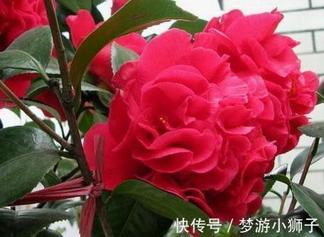 它是茶花之王,香味浓郁,美胜牡丹,超大花量,抗热抗寒还好养