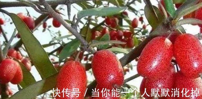 羊奶果|聪明的人最爱吃四种食物,排毒养颜、滋补身体,有益健康