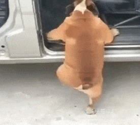 |搞笑GIF趣图:漂亮妹子在路边忙着自拍也能收到路人打赏小费