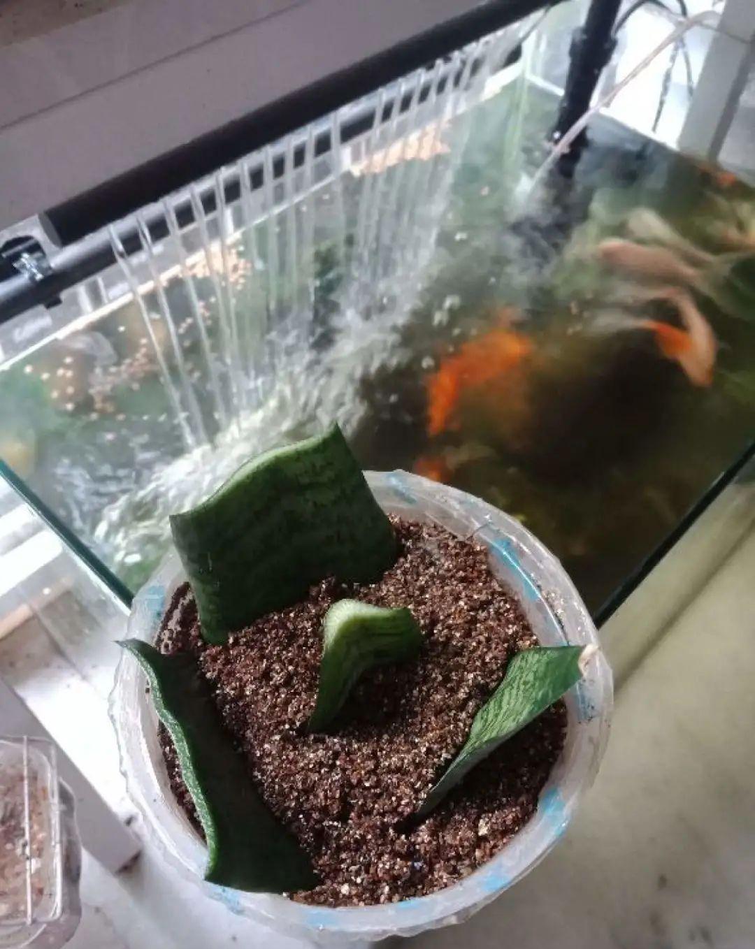 这几种花，要是秋天不扦插，错过就等1年