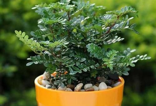 土壤|室内常摆放2种绿植,空气越来越好,让家人轻松拥有好睡眠