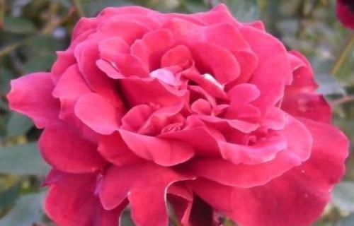  浓郁|4款花号称“开花机器”，全年都开花，花香浓郁，太美了