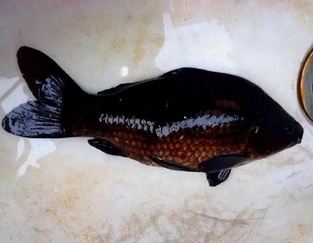 珠江一男子钓获黑鲫鱼,全身漆黑如墨,老大爷:赶紧放了