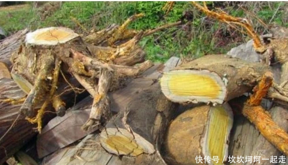 木头|农村这罕见的树木,它曾是皇帝的御用树,现如今想找到都困难!