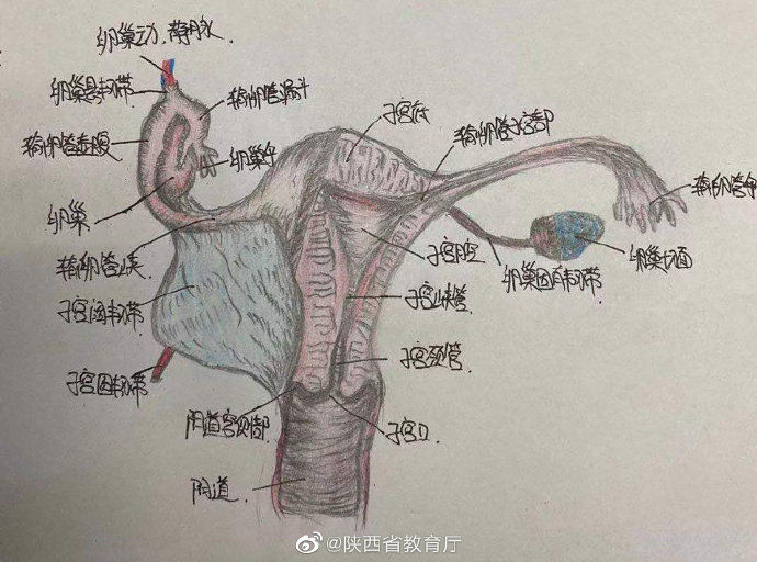  种颜色|护理学的笔记，需要多少种颜色？