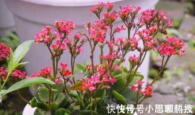 施肥|长寿花,用2个“窍门”,叶片就像“猪耳朵”,花儿紧凑上千朵