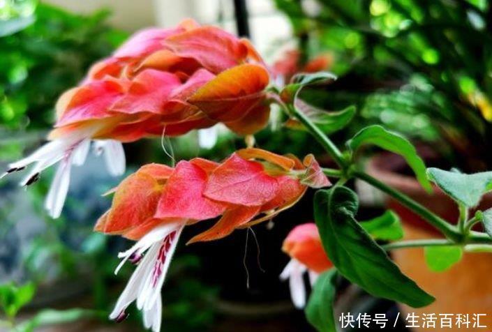 美的|4种花美的出奇,不仅花好看,名字也好听,漂亮极了