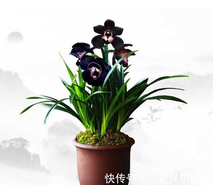 黑雪姬|被抢购一空的兰花,绿杆紫花,叶片油亮,兰香扑鼻,比牡丹要美