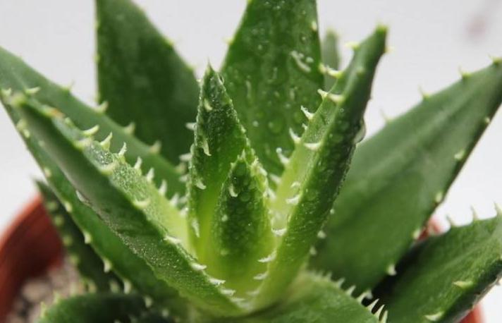 卧室养3种花,空气清新,睡眠好,枝叶翠绿,观赏性高,真值