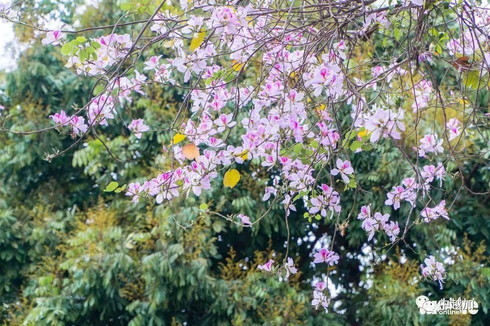 河内有一大片粉紫色花海，错过又要等一年