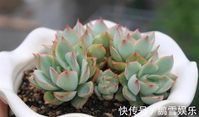 浇水|多肉疯狂爆侧芽这样浇水让它胖成“球”!新手涨姿势了