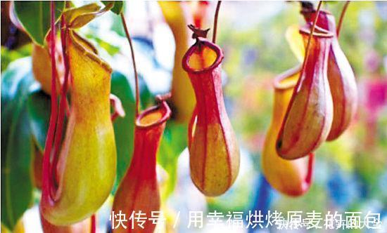 净化|此7种健康花,养家里空气清新病菌少,看看你家有吗