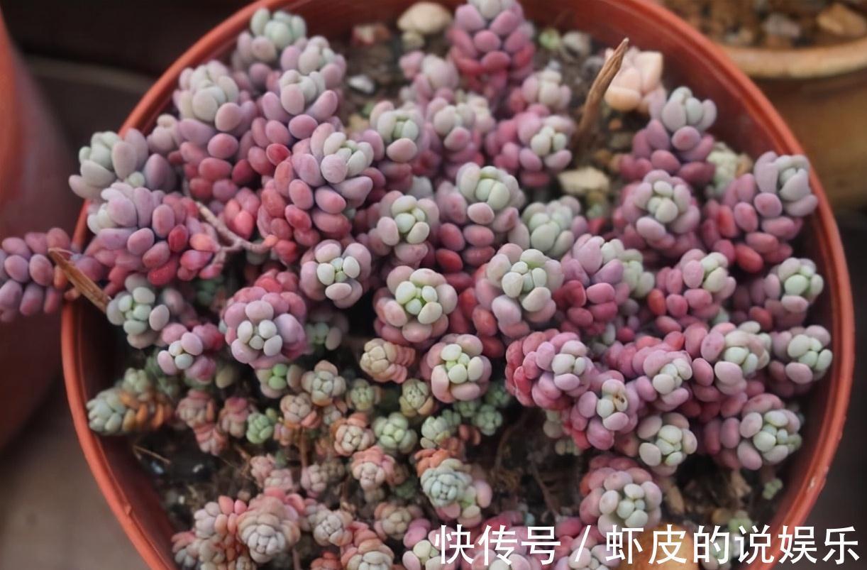 8种多肉植物,颜值高香味迷人,太喜欢了