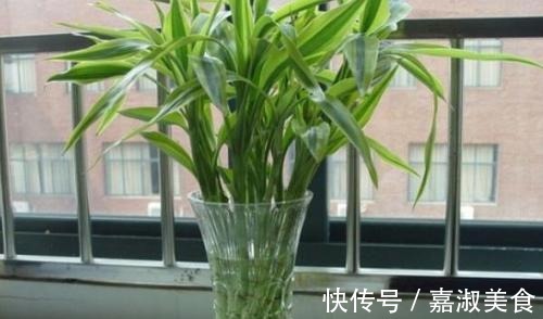 富贵竹放水里养,几点不注意,黄叶干尖还烂根