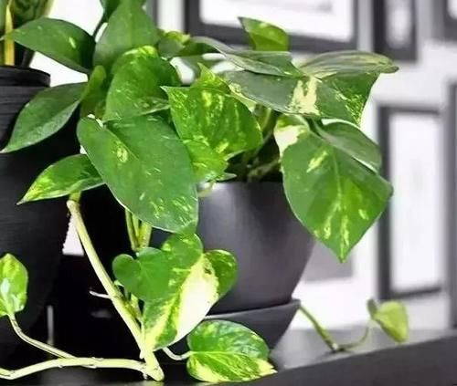  友好|啤酒养花：具体的该怎么用？多久用一次对植物才“友好”？