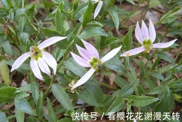 一种野草花开像“莲花”，它好看还是好药材，只是如今少见很稀罕