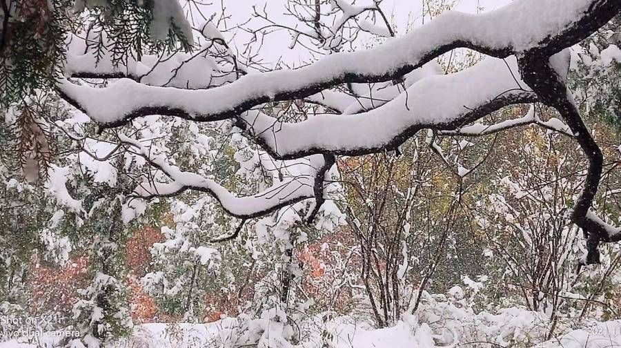 张荣|张荣才原创｜立冬逢大雪 遥看峰峦悬白玉，静听竹树折垂弯