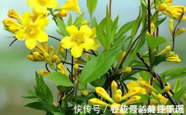 全株|它是“网红花”却全株含毒,商家只宣传它好看漂亮,其实毒性很强