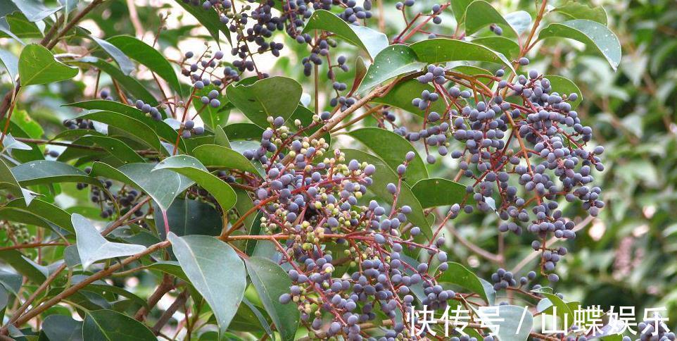 疝气痛|乡下不起眼的植物,曾经不被重视,现在成了稀罕物,价值珍贵