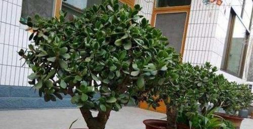 养花选什么省心首选6种植物,适合养室内,格外好打理