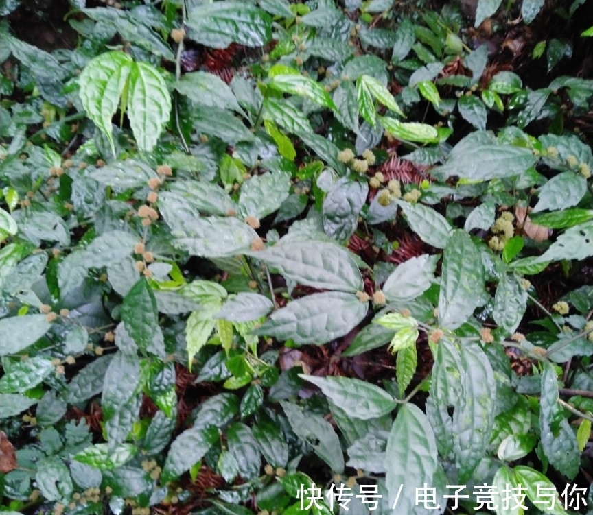 水沟|农村植物赤车又叫岩下青,乌梗子,有消肿止血的功效,看到请重视