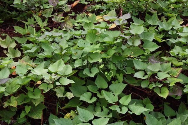 農(nóng)村3種常見(jiàn)的野草，如今被搬上餐桌，成為了餐桌上的美食