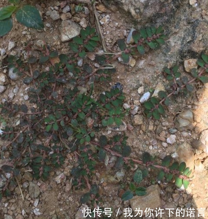 采摘|农村常见的奶草是“宝贝”,辨清不要与马齿苋混淆,误吃多了不好