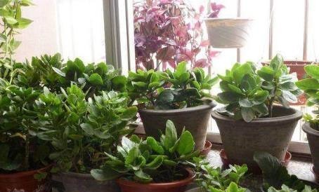 花都是浇死的1分钟学会如何判断盆土是否需要浇水了