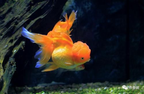 金鱼老是在水面呆浮