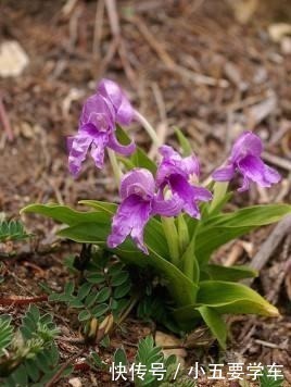 莪术|生姜开花,原来这么美,第一次见到!生姜开花,原来这么美,第一次见到!