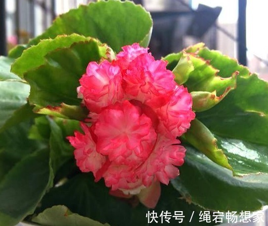 玫瑰花开|8天后,玫瑰花开,和好如初,3星座好运降临,余生不再辜负