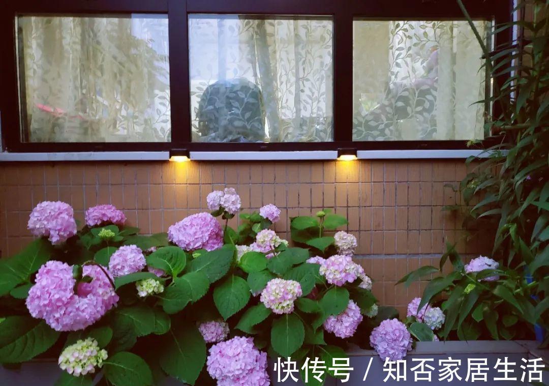 花苞|天热了,20种花最怕浇水,浇得越多,死得越快!