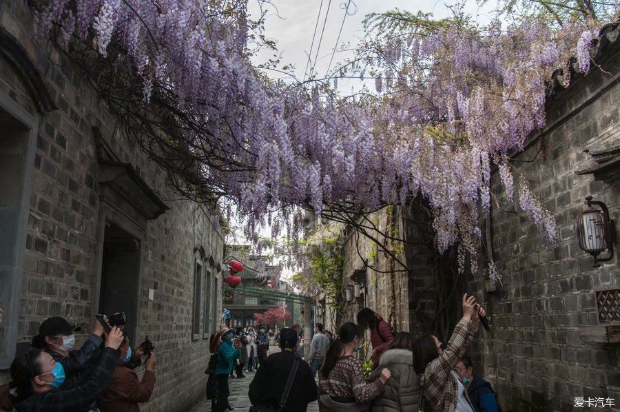 老门东紫藤萝花正开，去邂逅一场紫色的浪漫