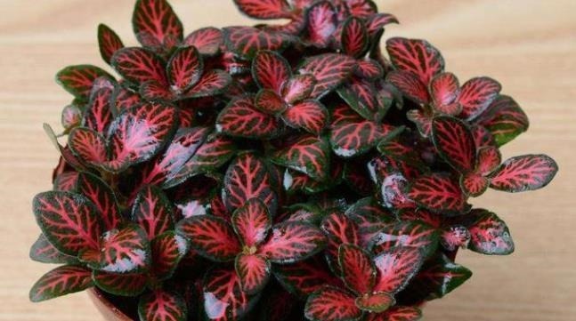 这4种花可以养出“富贵命”，寓意平平安安，聪明的家长都在养